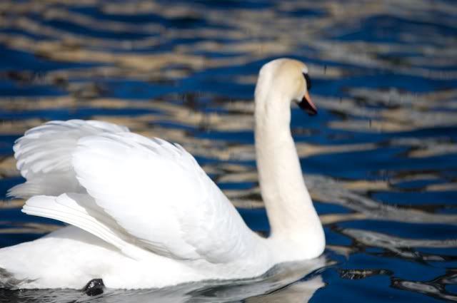 swan
