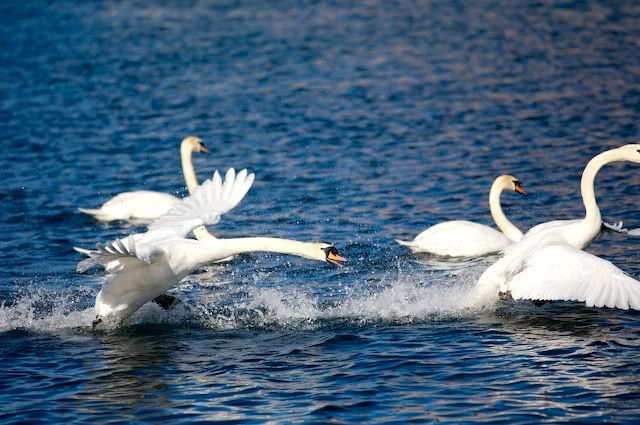 swan