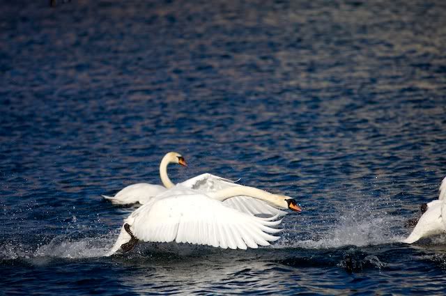 swan