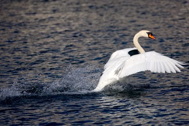 swan