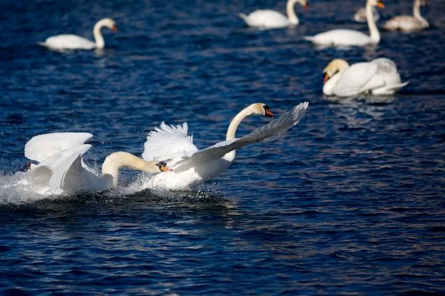 swan