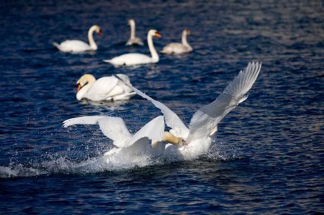 swan