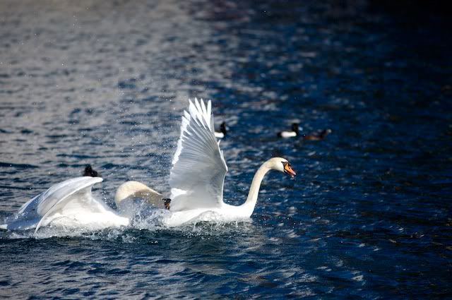 swan