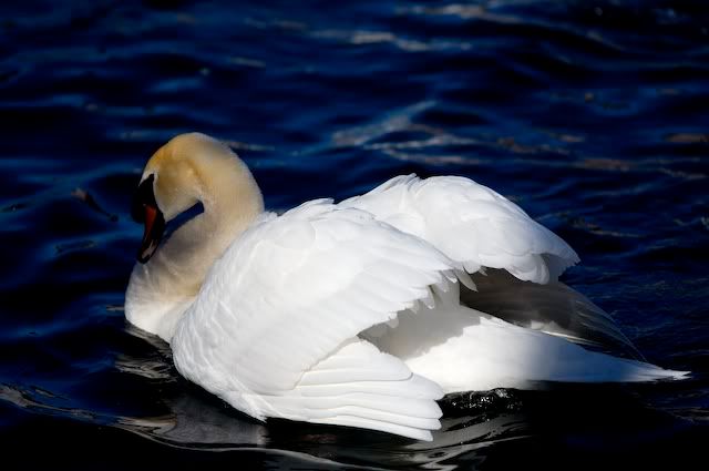swan