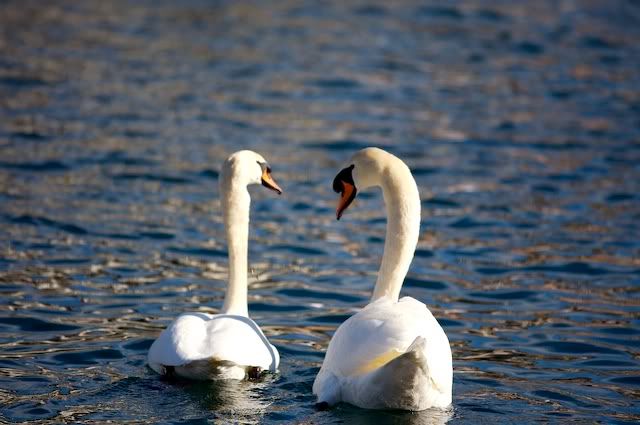 swan
