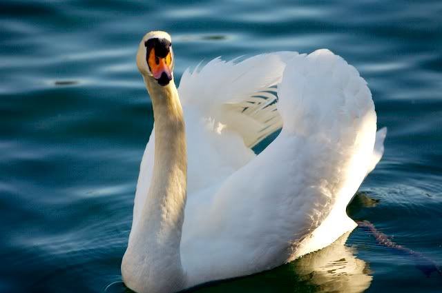 swan