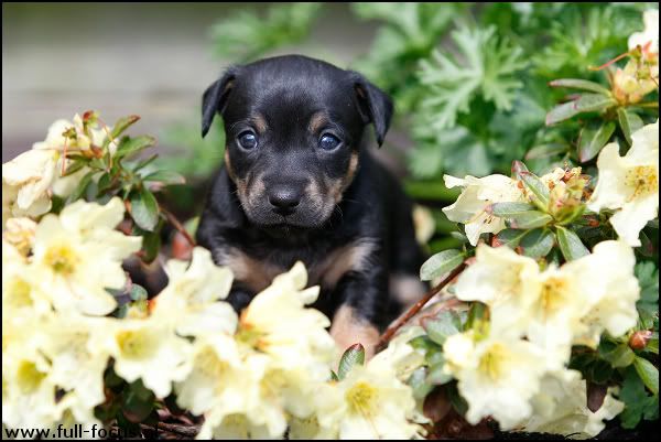 Black And Tan Jack Russell Puppy. Alle pups zijn lack and tan.