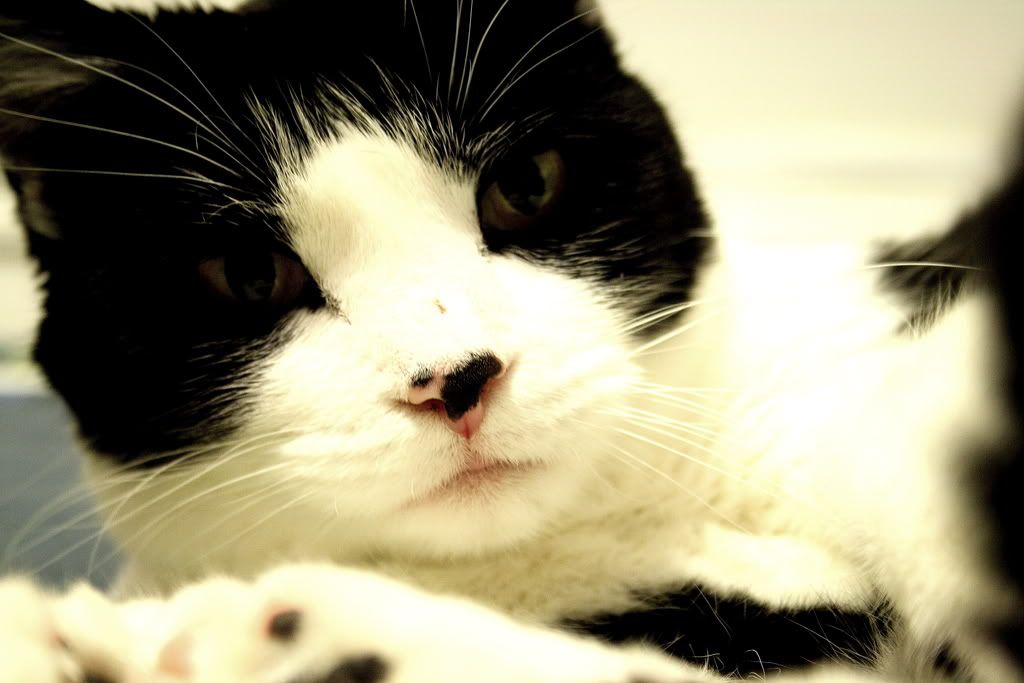 IMAGE: http://i196.photobucket.com/albums/aa267/snowboarder232/DPP_0003.jpg