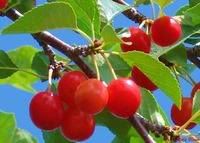 healthy fruit cake recipes dwarf fruit trees home depot healthy fruit cake recipes dwarf fruit trees home depot