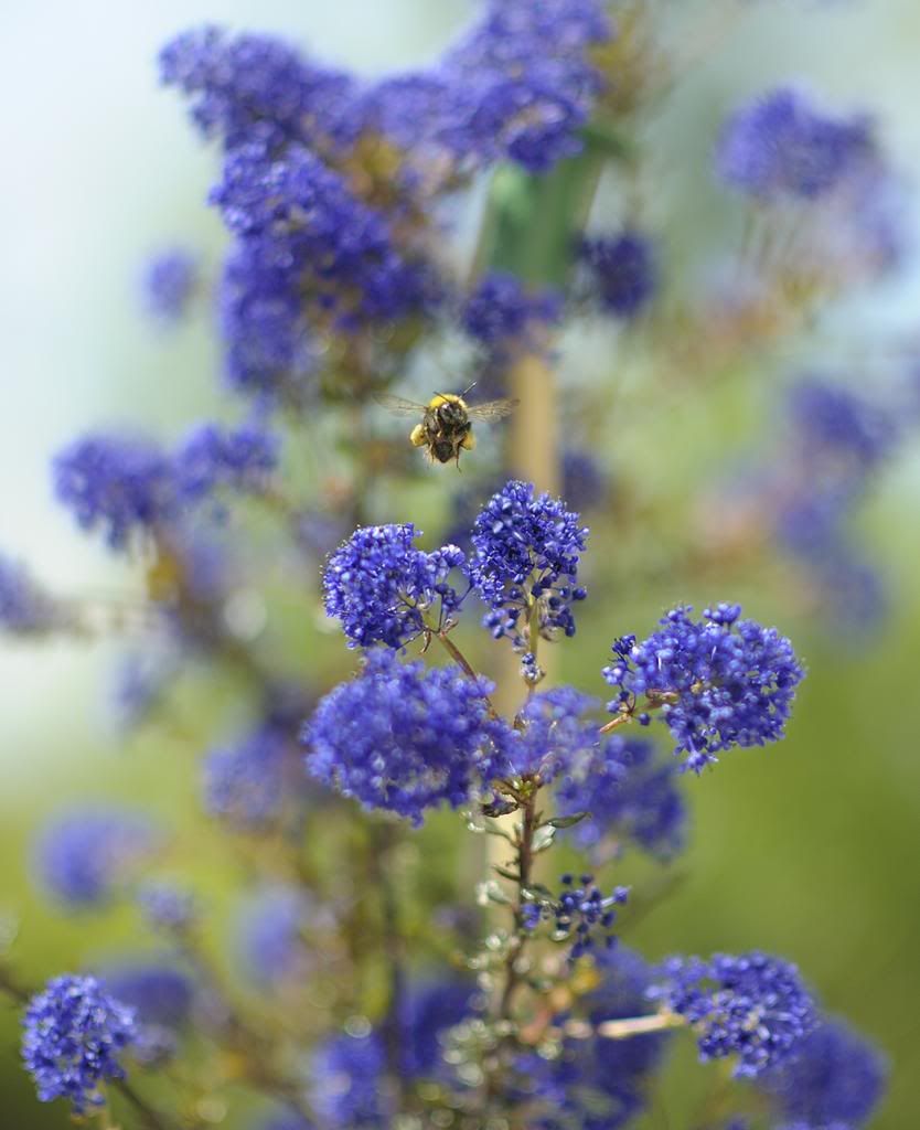Ceanothus Blue Sapphire