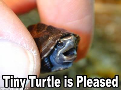 tiny-turtle.jpg