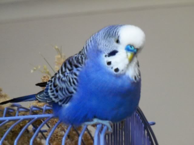 101_0109.jpg?t=1324697861