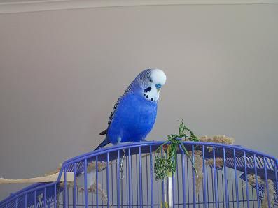 F-1-2.jpg?t=1270265167