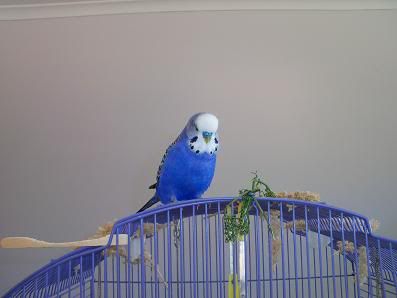 F-2.jpg?t=1270265206