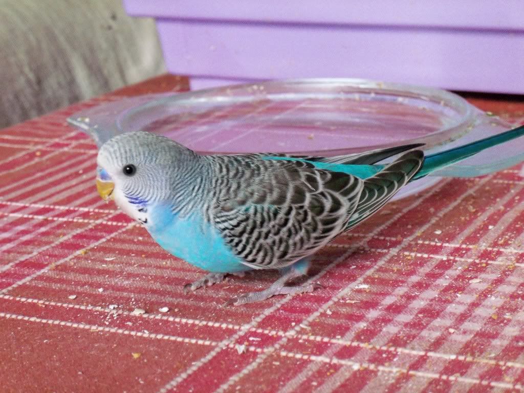 Kikki-4.jpg?t=1339062881