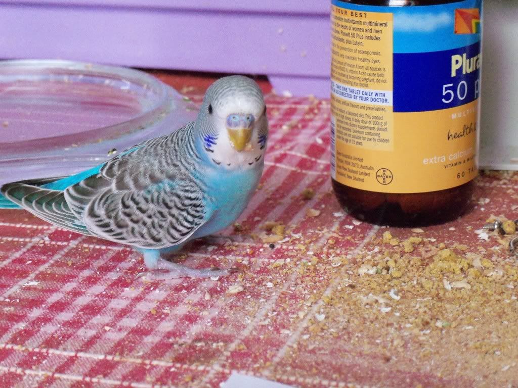 Kikki-5.jpg?t=1339062882