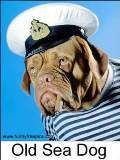 old sea dog small Pictures, Images and Photos