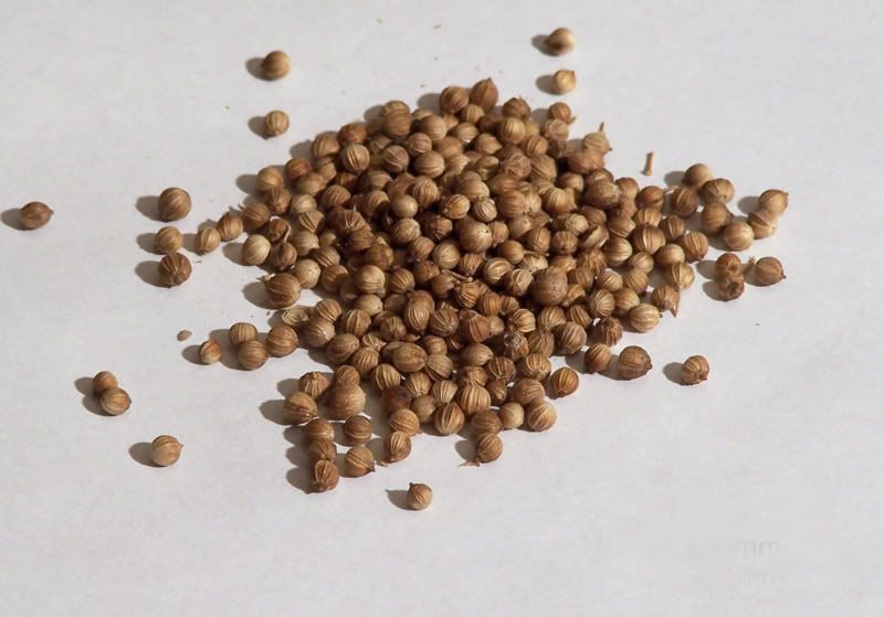 coriander seed Pictures, Images and Photos