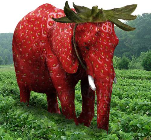 ElephantStrawberry.png