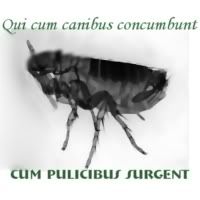Fleas Qui cum canibus . . .