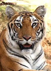 tigress.jpg