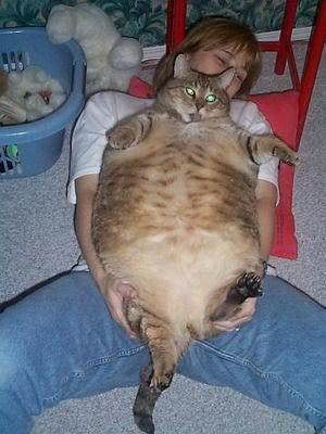 huge-cat.jpg