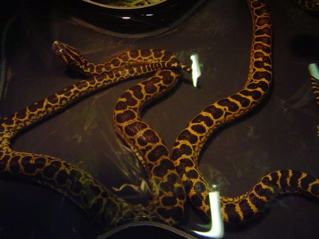 DSC03963.jpg image by camaleoman