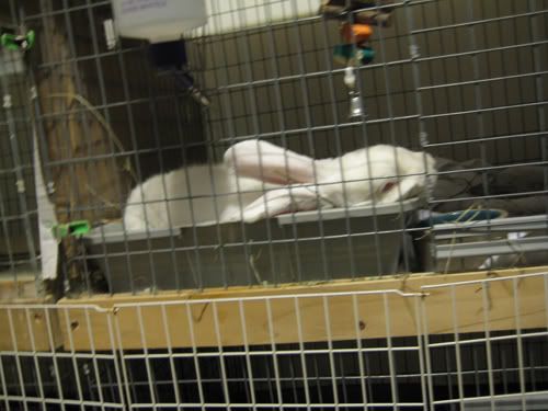 snoozing