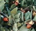 Jojoba Plant Pictures, Images and Photos