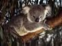 http://i196.photobucket.com/albums/aa302/Mienemien/koalabeer.jpg