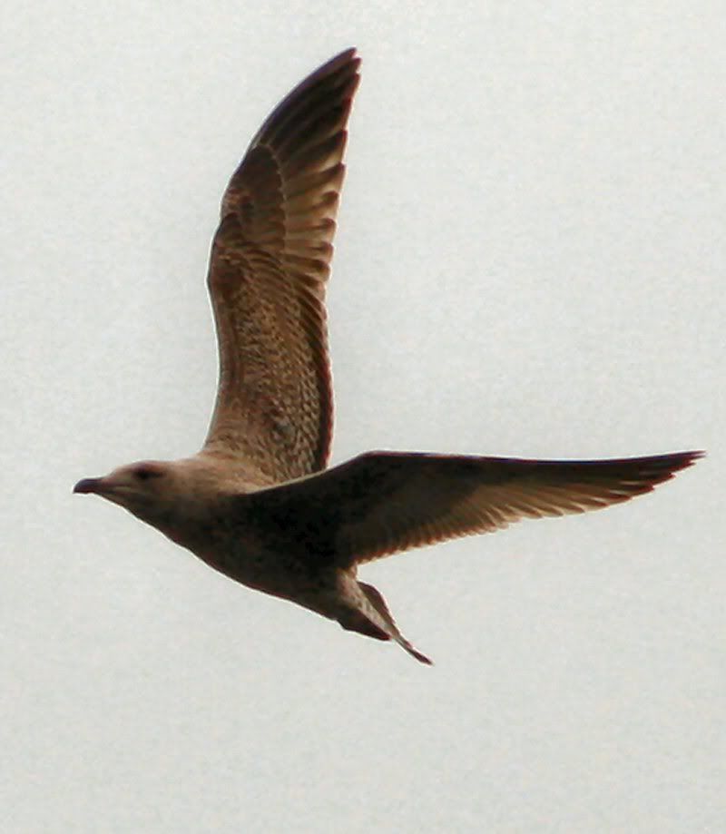 IMAGE: http://i196.photobucket.com/albums/aa305/pampers1948/Birds/resized.jpg