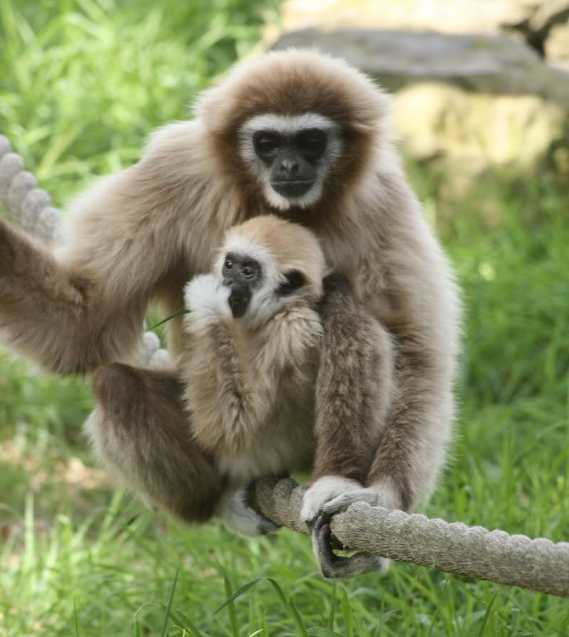 IMAGE: http://i196.photobucket.com/albums/aa305/pampers1948/ZOO/Drusillas097INTER.jpg