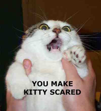 [Image: scared_kitty.jpg]