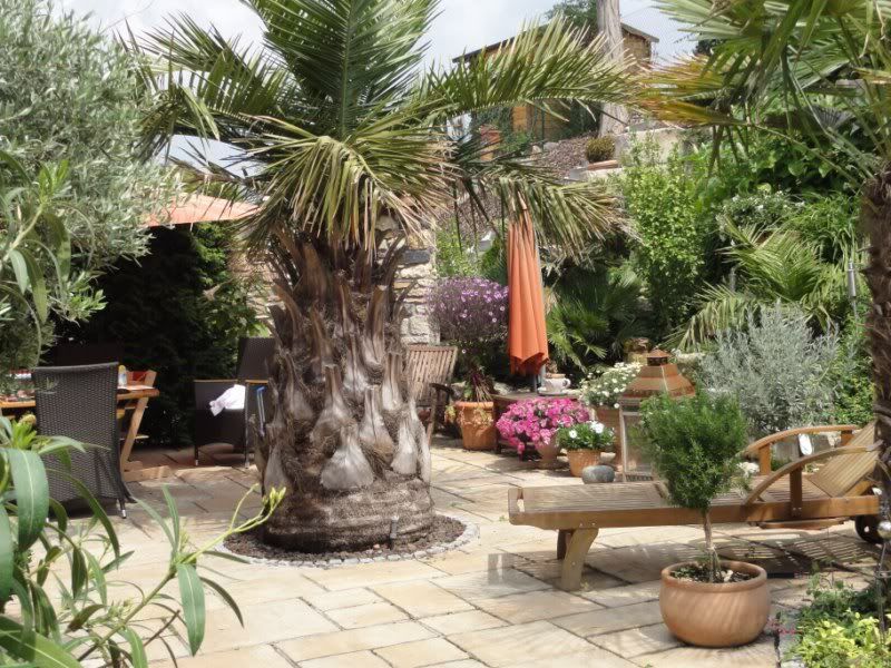 Palmen und Co. » Gartenbilder