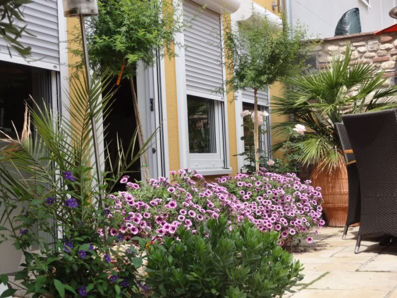 Palmen und Co. » Gartenbilder