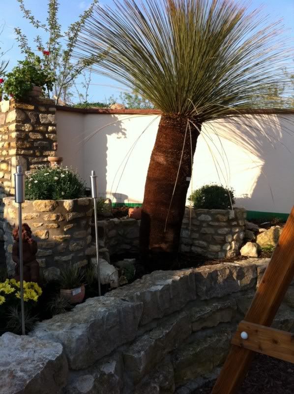 Palmen und Co. » Grasbaum