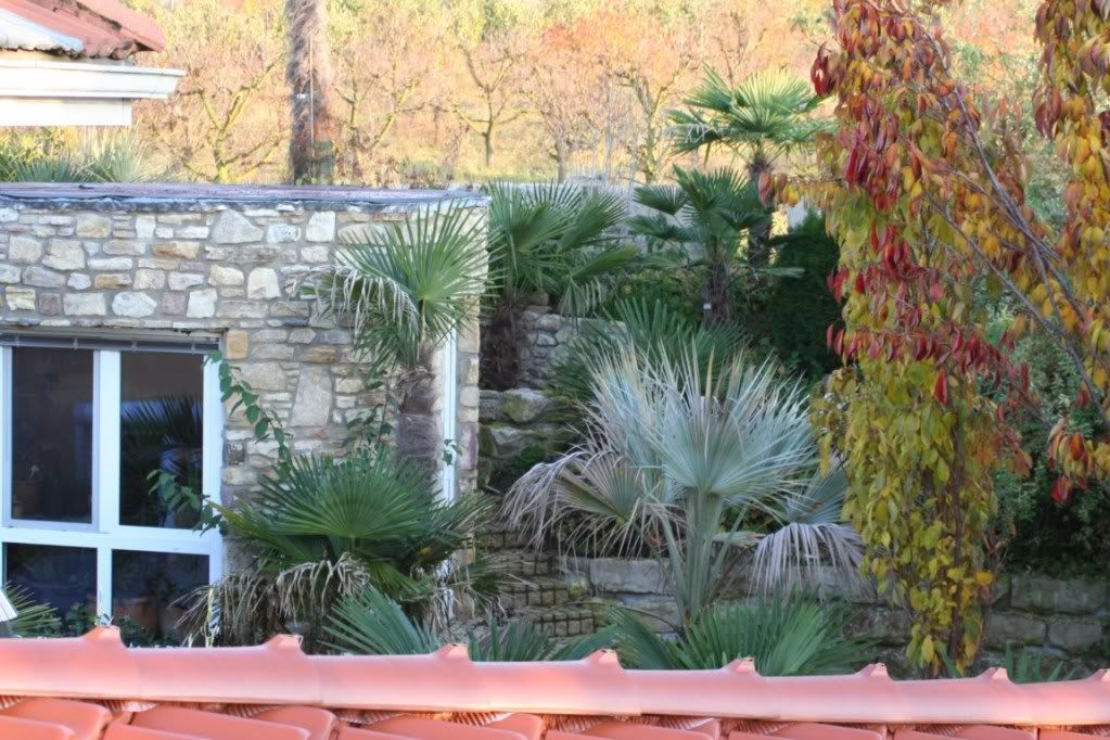 Palmen und Co. » Weitere Gartenbilder
