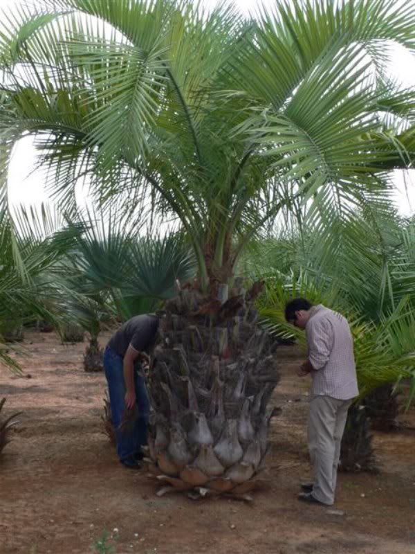 Re Butia eriospatha XL ( Erfahrung im Freiland ???? ) 2