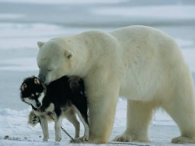 104172-fba-polar-bear-ursus-mari-1.jpg
