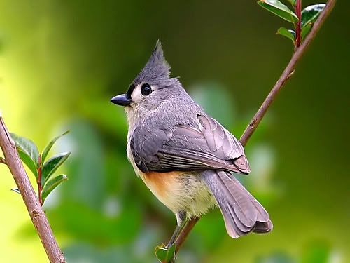 375490368_5_h5HQ.jpg picture by Doniri