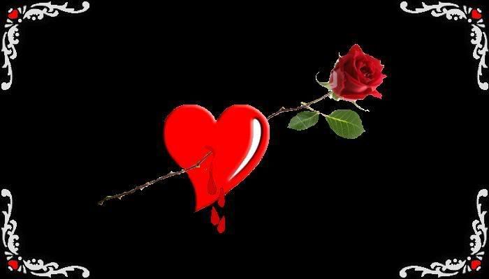heart and rose Pictures, Images and Photos