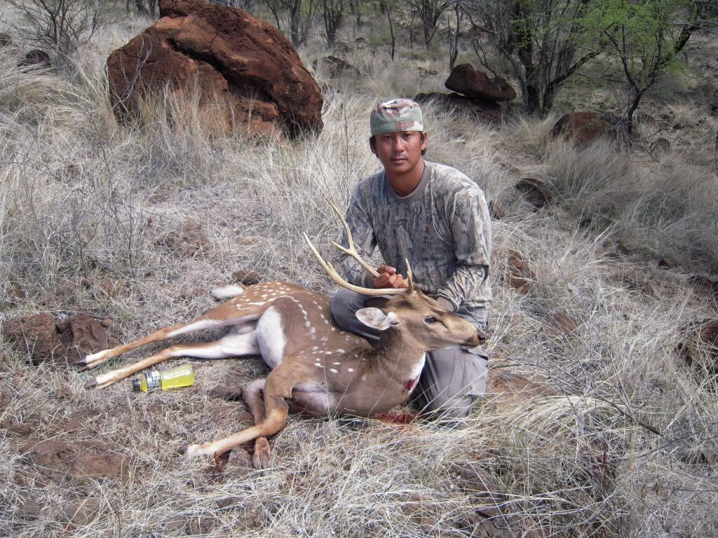 Axis Deer Hunt On Lanai Hawaii , Hunting Guide Alec Pascua , Buck Hunting Photo by 2good2