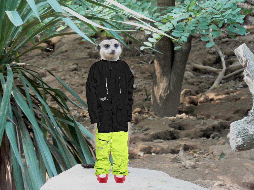 steezey_meerkat.png