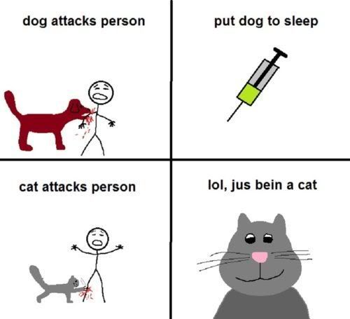 dog-vs-cat-attack829.jpg