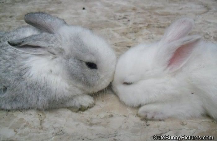 kissingbuns.jpg