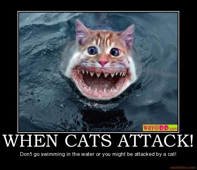 when-cats-attack-cat-shark-attack-swimmi