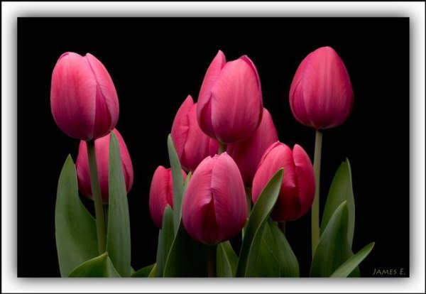 tulipanes1.jpg picture by LAJUSTICIERA_00