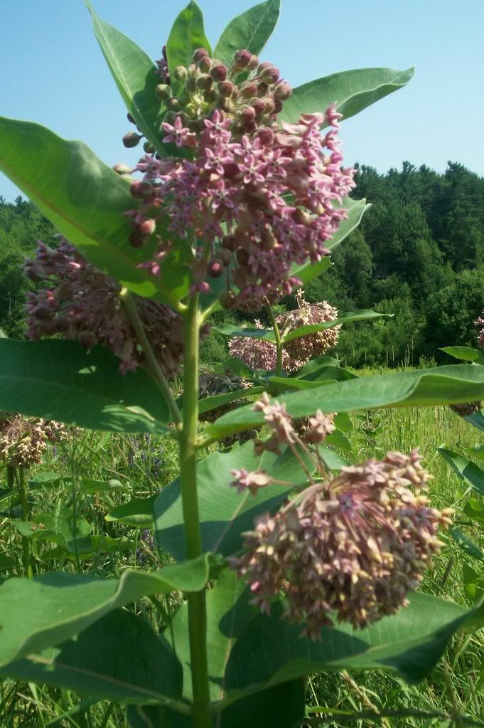 Milkweed Pictures, Images and Photos