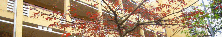 Lớp 12A1 Khoá 16 Trường THPT QX4