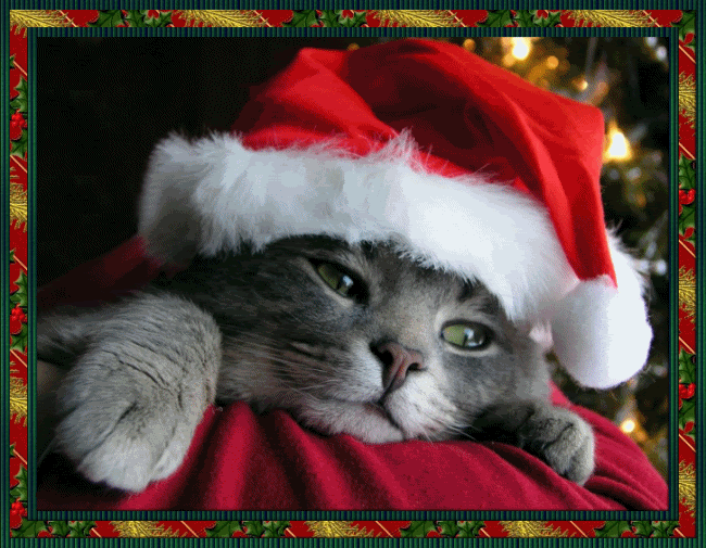 Animacin5-6.gif picture by chalays_photo